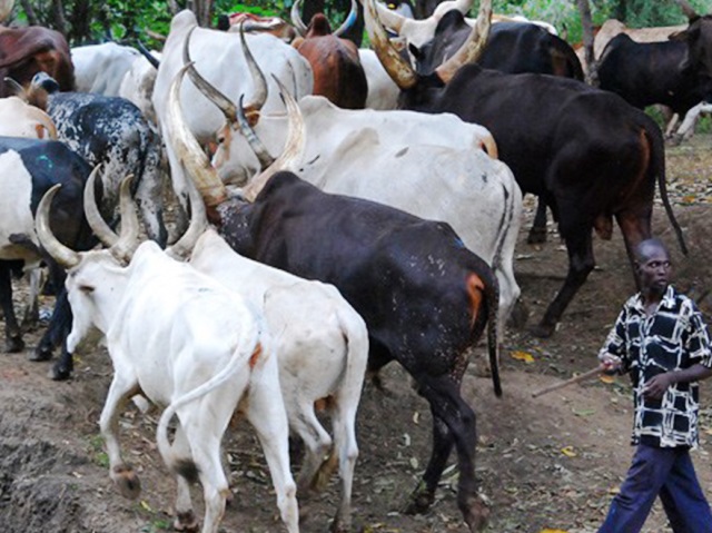 afenifere-accuses-cattle-breeders-association-of-corruption