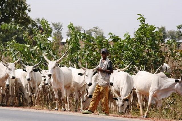 fulani-cattle-breeders-tackle-fayose-over-arrest-of-cows