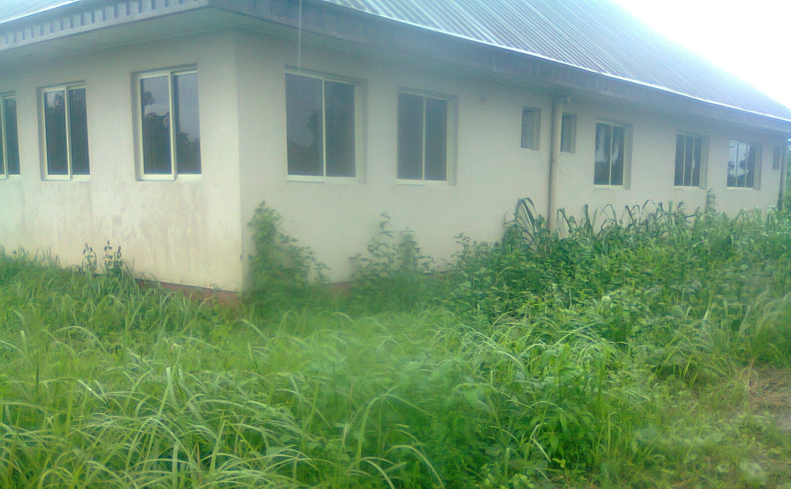 PHC building in Ughelli, Delta State overgrown with grass