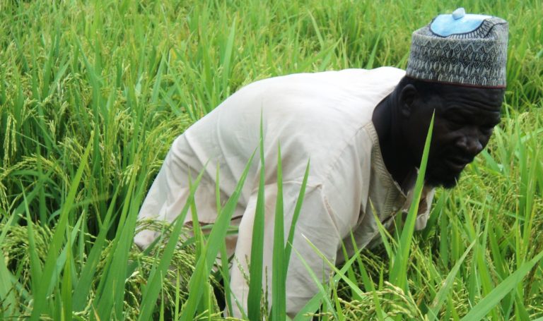 INVESTIGATION: In Kebbi, farmers — men and women — are stiff competitors in the rice race