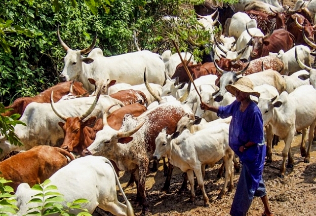 Miyetti Allah insists on revival of pre-colonial grazing reserves