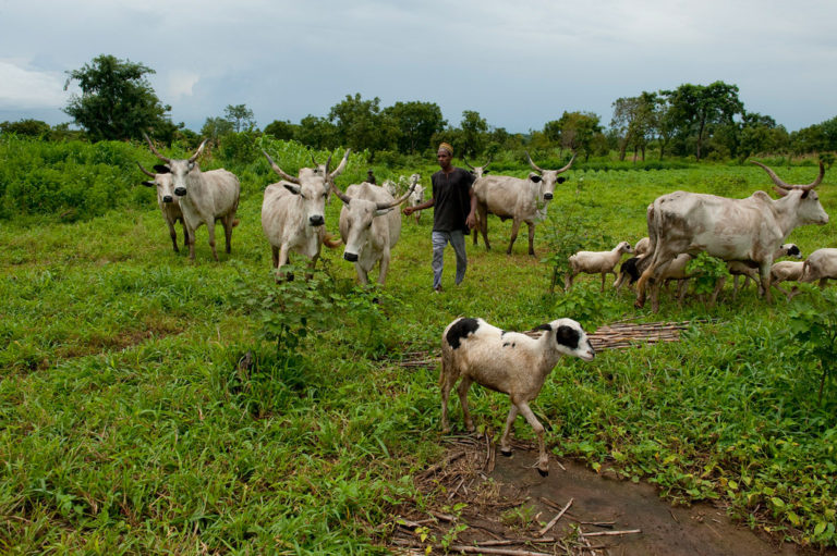 Herdsmen ‘kill 17’ in Benue after kick-off of anti-open grazing law