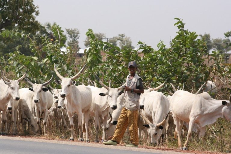 ‘It’s based on wrong advice’ — herdsmen kick against anti-grazing law