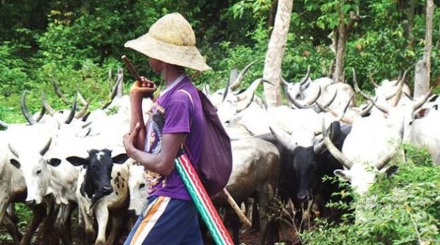 Herdsman with his cattle
