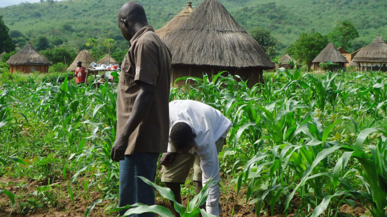 Farmers groan as FG’s Anchor Borrowers Scheme runs into hitches in states
