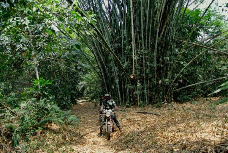 How poor management of Nigerian forests led to exploitation by criminals