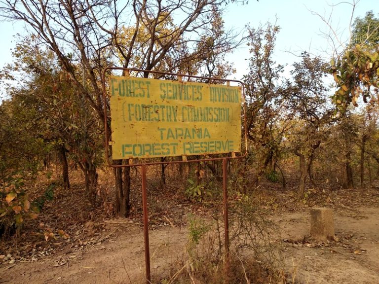 China’s lust for rosewood fuels logging in Ghana’s poorest region