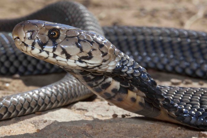 Picture of a snake for illustrative purposes. Photo credit: Google/African Geographic