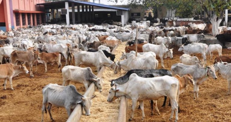 On Ruga and Fulanisation