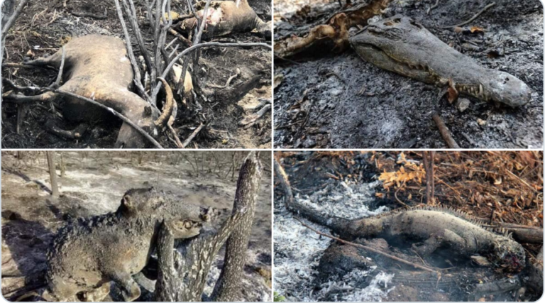 FACT CHECK: Photos of burnt animals in popular tweet aren’t from fires in Amazon