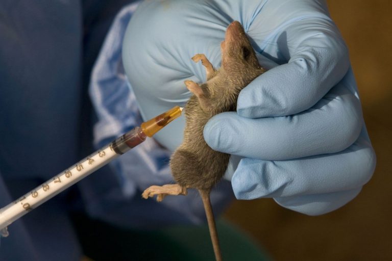 Lassa fever deaths rise to 214 as fatality rate reaches 25% – NCDC