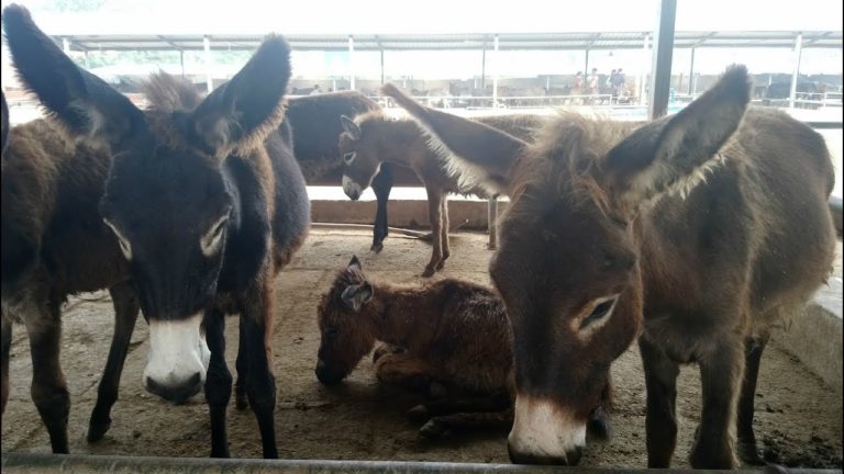 ‘No scientific evidence yet against consumption of donkey meat’