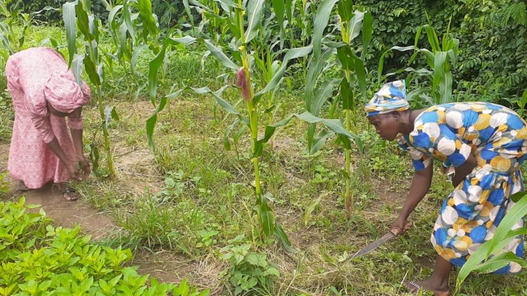 Farmers in Oyo State seek timely support in new planting season
