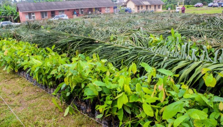 Nigeria’s cocoa farmers to receive 5m seedlings in 2021