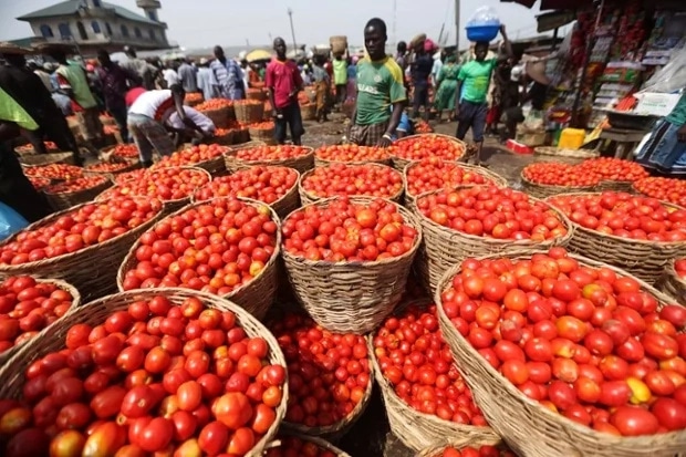 Tomatoes, which are usually supplied from the North, became scarce and very expensive in the South during the blockade
