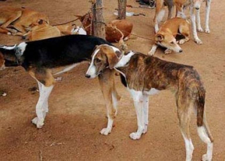Insecurity: Katsina hires dogs to guard schools