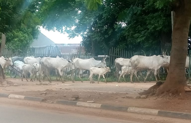 AEPB urges Abuja residents to report cows on streets through phone calls