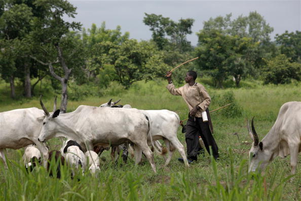 Katsina imposes cattle travel ban