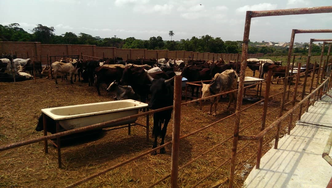 Cattle at the Ikorodu Ranch in Lagos