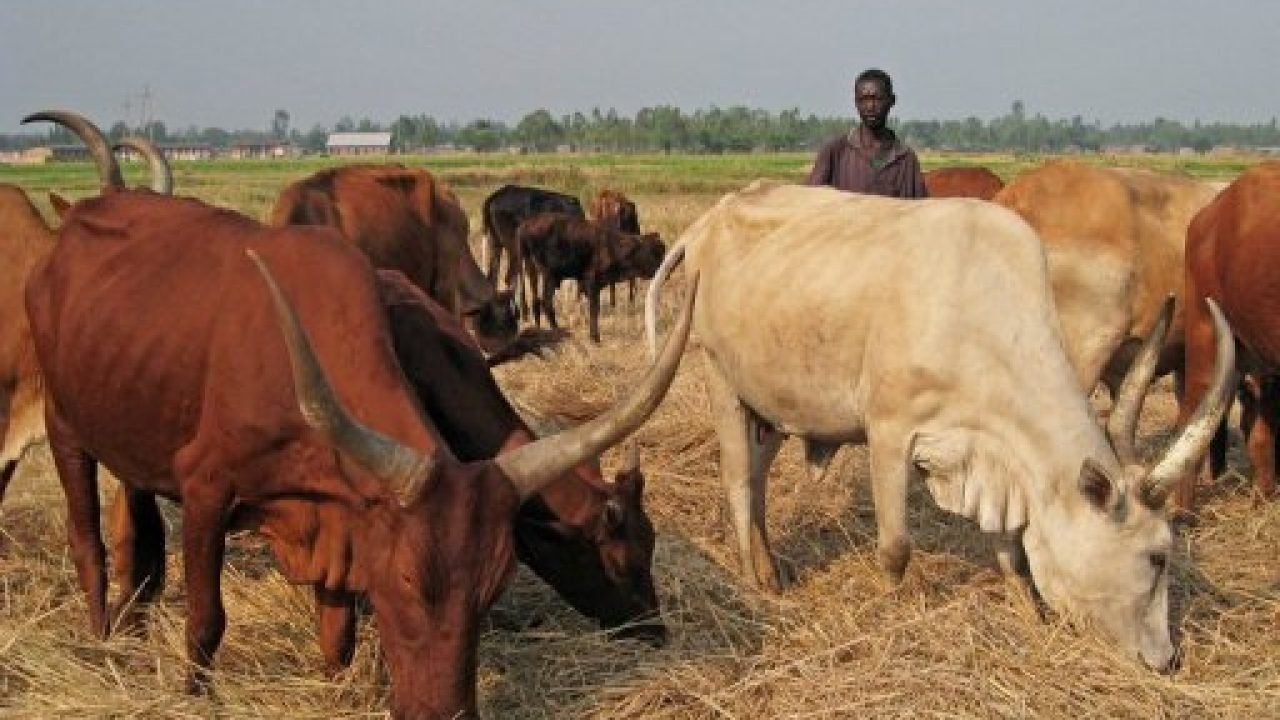Cattle on guided grazing at L and Z farms in Kano