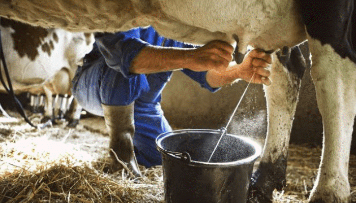 Milk being extracted from cross-bred cow at Ikun Dairy Farm