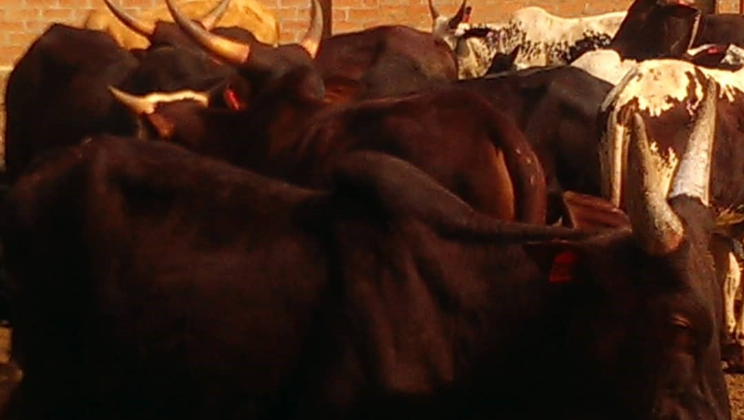 The cattle being fed at the Ikorodu Ranch in Lagos