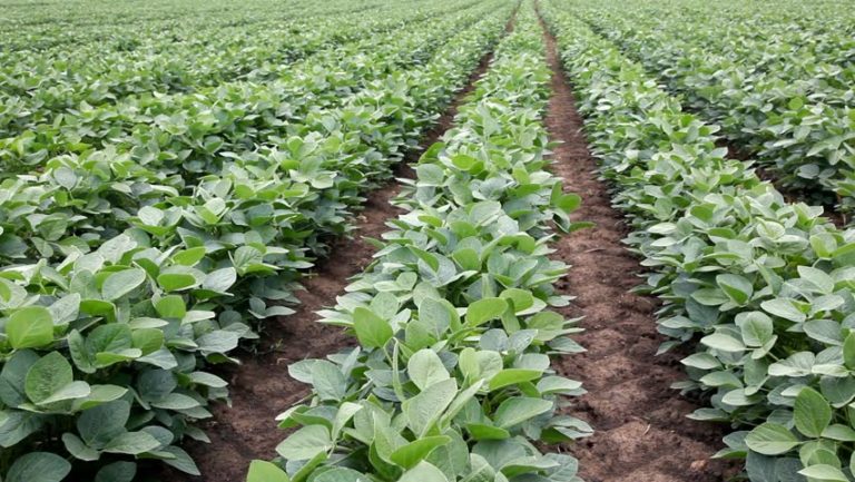 Cross River State Government in Soya Beans farm project contract award scandal