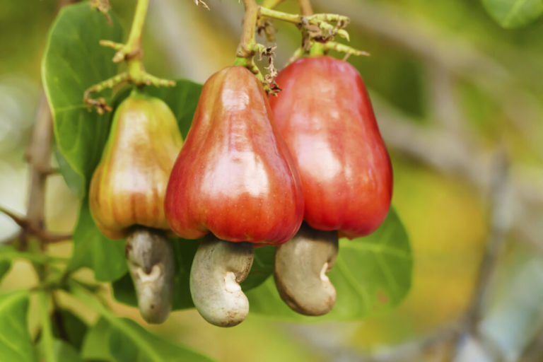 FG eyes $500m revenue from cashew exports