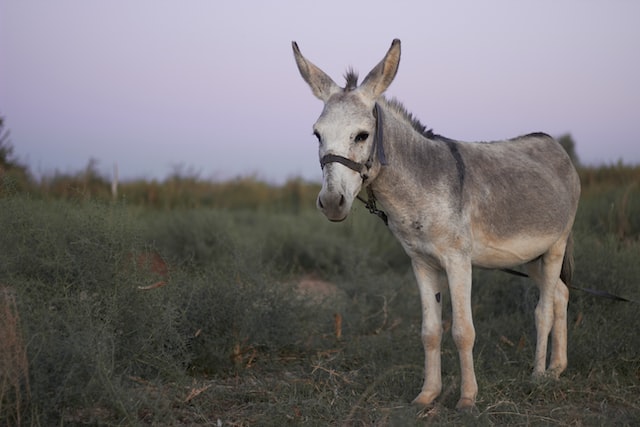 A donkey. Photo by TS Sergey via Unsplash.