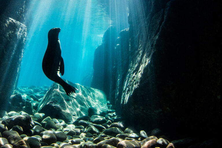 United Nations World Oceans Day photo contest seeks entries