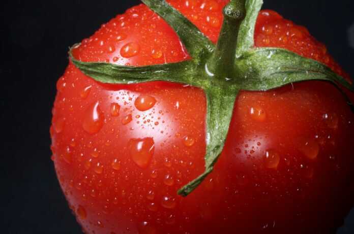 A healthy tomato fruit. Photo by Immo Wegmann on Unsplash.