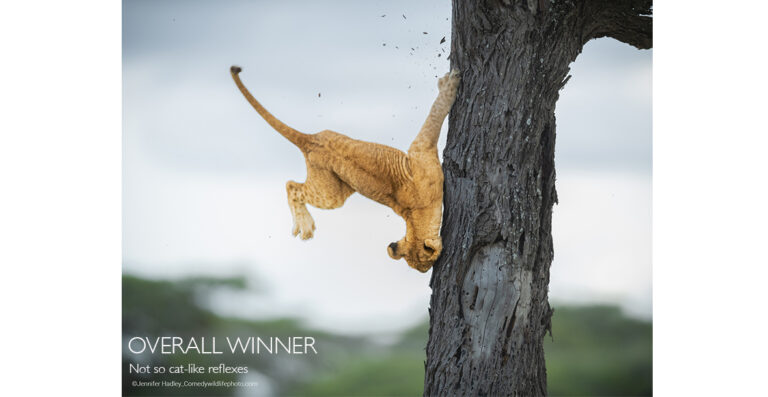 Comedy Wildlife Photography Awards seek entries