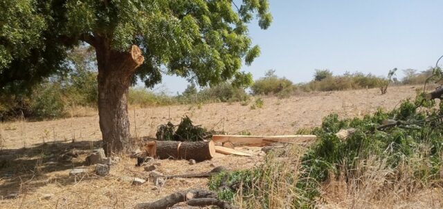 Neem tree (Azadirachta indica) felled by loggers at Galambi Cattle Ranch Bauchi State. Photo Babaji Usman Babaji / The ICIR 2023