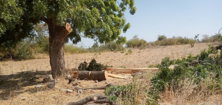 Desertification: Inside Bauchi’s Galambi Cattle Ranch taken over by illegal loggers