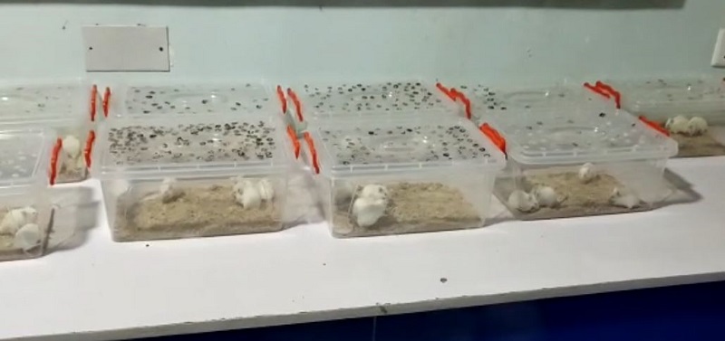 A set of mice being prepared for the experiment