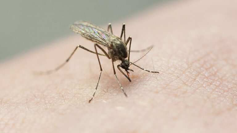 Resurgence of malaria in US after 2 decades sparks concerns
