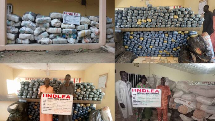 Drugs dealers arrested by NDLEA in some parts of the country. Photo: NDLEA/Twitter