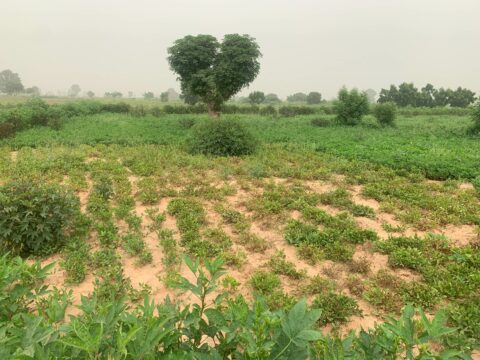 A returnee farmland after recultivating on a smaller scale