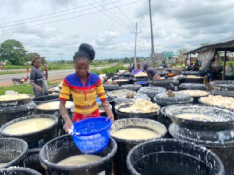 Struggles and triumphs: Abuja women making strides in cassava processing