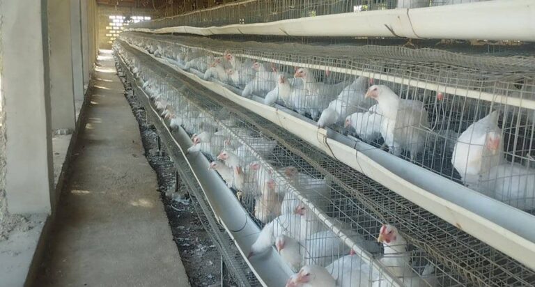 How heat stress is affecting poultry farming in Sokoto