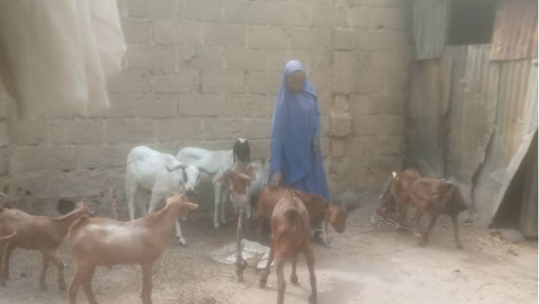 How goat breeding initiative empowered women in Hadejia, failed in other Jigawa councils