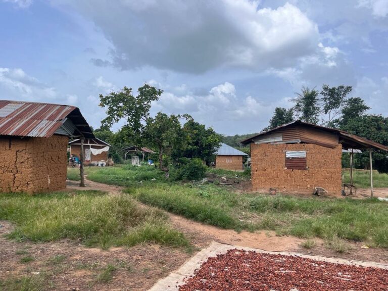 Cocoa vs Oil palm: battle for soul of depleting Nigerian forest reserve