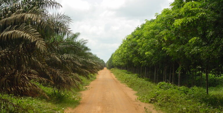 Okomu Oil Palm, another multibillion investment threatens to shut down over insecurity