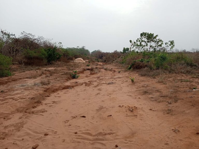 Concerns as urbanisation threatens Anambra forest reserves