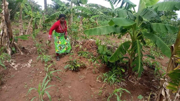 How Oyo’s N1bn SAfER project ‘marginalises’ smallholder women farmers