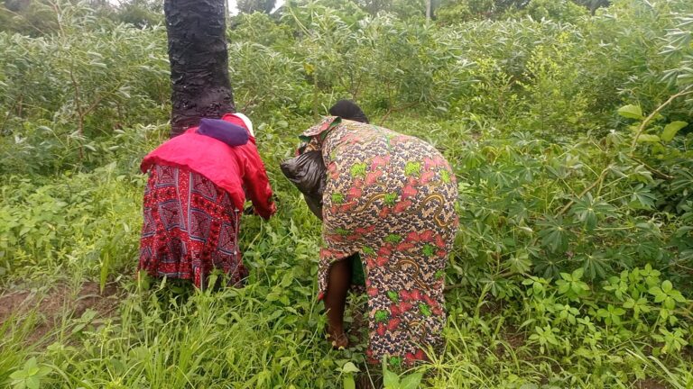 Oyo integrates SWOFON into agricultural interventions – Chairperson