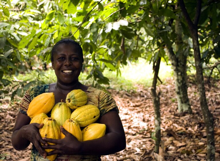 Cocoa farmers in panic mode, despite shift in EU’s deforestation rule deadline [part 1]