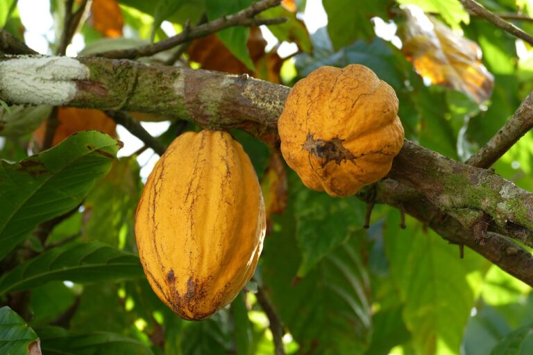 Cocoa farmers in panic mode, despite shift in EU’s deforestation rule deadline [Part 2]