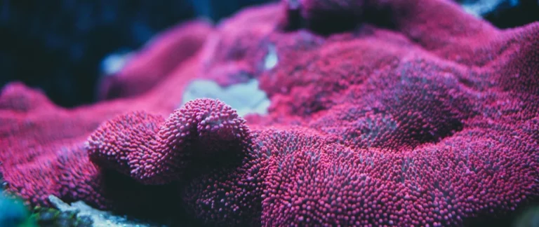 Travel fellowships available for UN Ocean Conference 2025