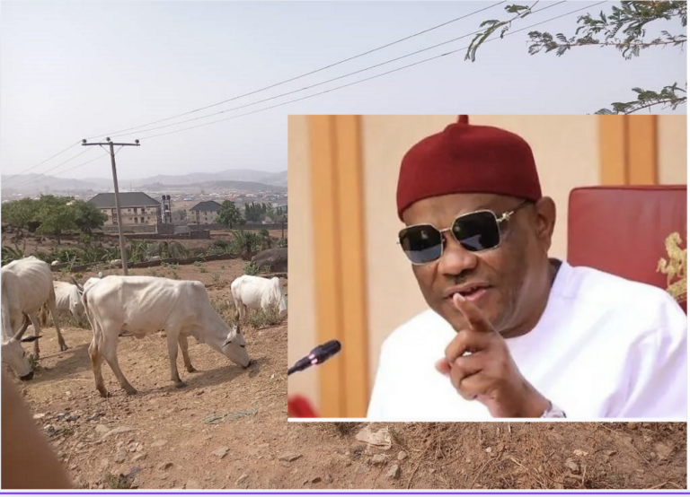 Grazing as usual: Despite Wike threats, cows continue to roam Abuja streets
